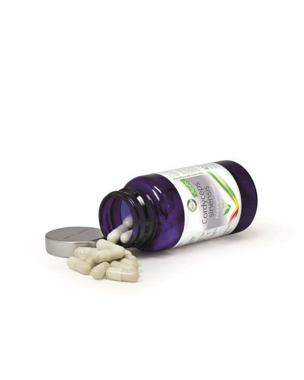 Cordyceps sinensis – Raupenpilz Extrakt
